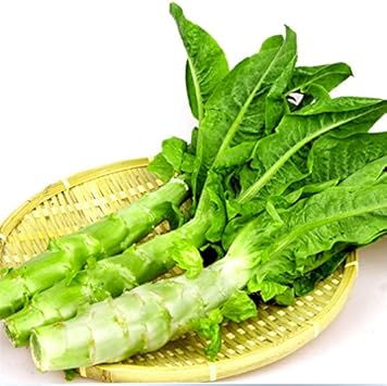 Celtuce Asparagus Lettuce Lactuca sativa seeds for garden planting